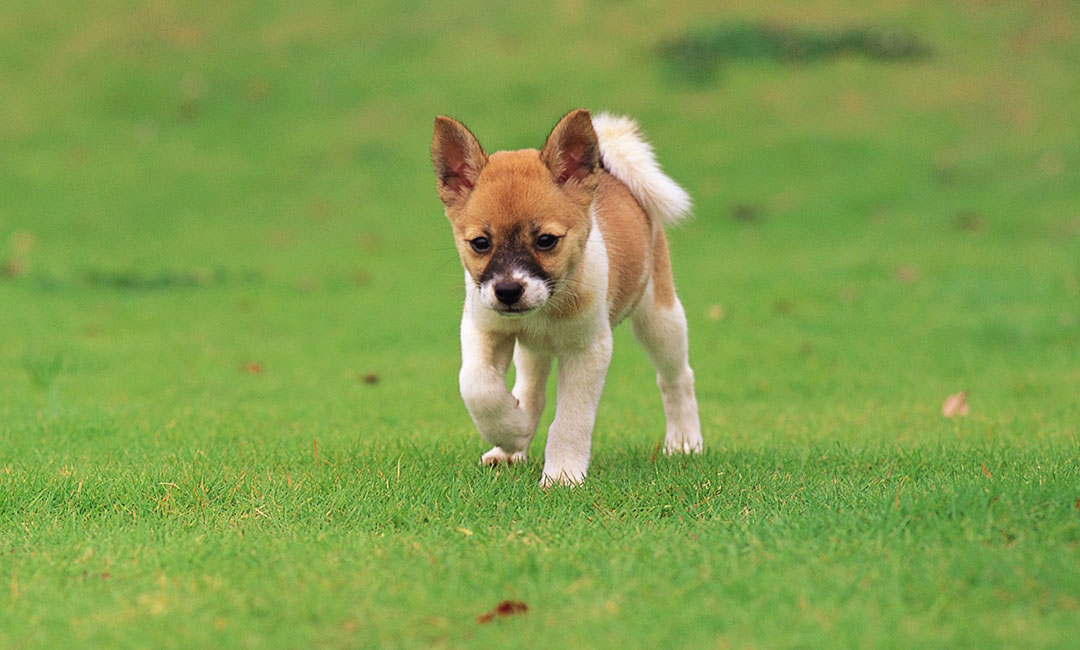 盘锦叮叮宠物商业计划书案例